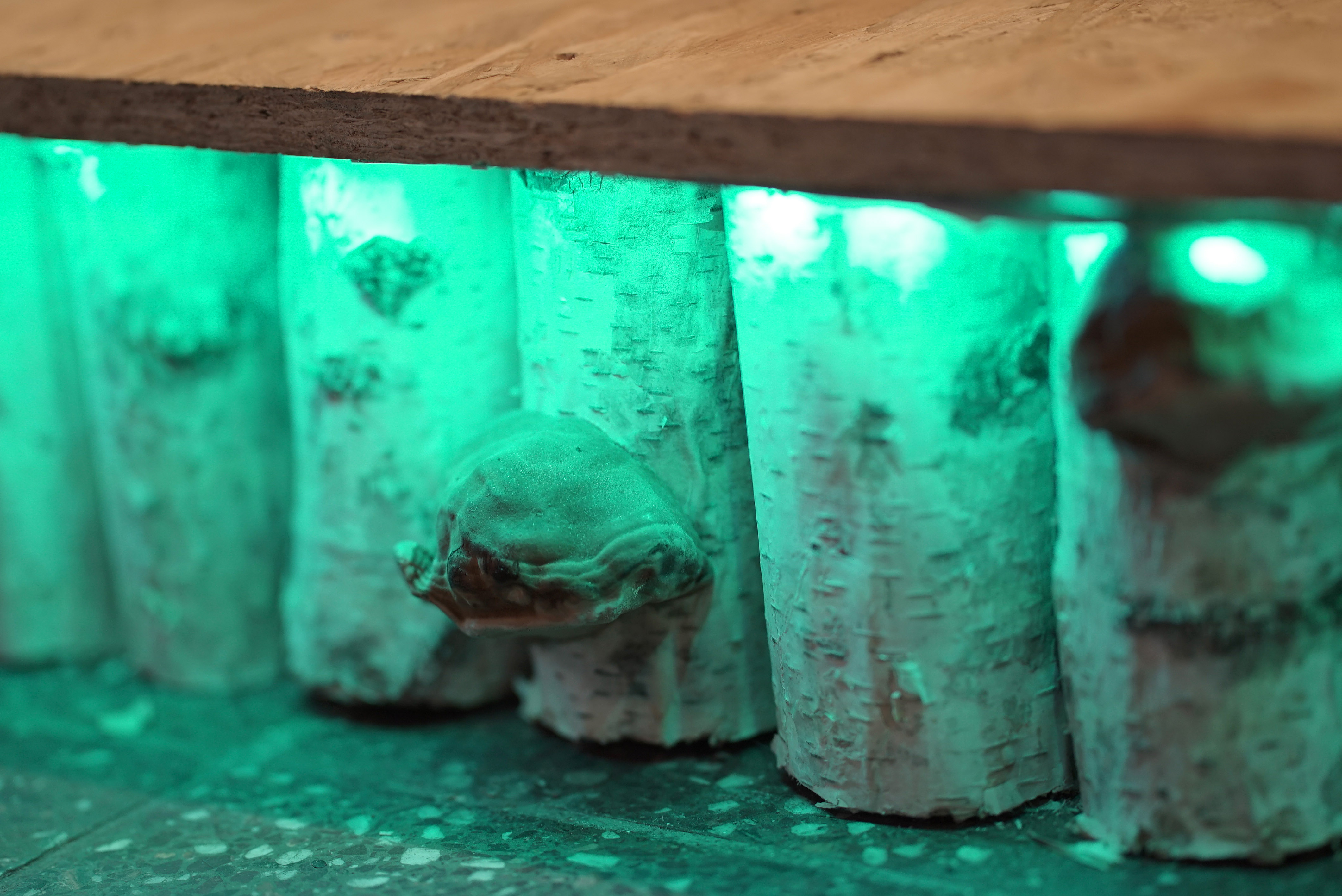 The photo is a macro shot of a row of birch pieces standing next to each other. Above them is the edge of a chipboard. The pieces are part of the lower frame of a stage. On two birch pieces live large dried tree fungi. The birch pieces and the mushroom are illuminated from above by a turquoise light.