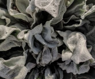 A close up image of organic, chaotic frozen leaves covered in frost.