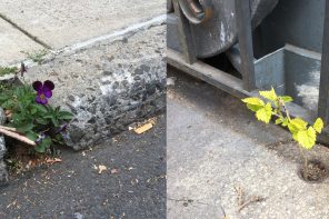 A diptych of two images of plants coming through concrete. On the left side, a purple pansy comes up through a crack in a cement sidewalk, pictured from the side, with the sidewalk edge at a diagonal across the screen with street asphalt visible in front. On the right, A small treelike plant comes up through a hole in a concrete sidewalk, next to a metal grille gate surrounding an enclosed area and some garbage cans. The edge of the sidewalk and the edge of the gate from the first and second images meet at a point in the middle of the composition.