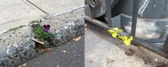 A diptych of two images of plants coming through concrete. On the left side, a purple pansy comes up through a crack in a cement sidewalk, pictured from the side, with the sidewalk edge at a diagonal across the screen with street asphalt visible in front. On the right, A small treelike plant comes up through a hole in a concrete sidewalk, next to a metal grille gate surrounding an enclosed area and some garbage cans. The edge of the sidewalk and the edge of the gate from the first and second images meet at a point in the middle of the composition.