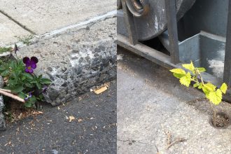 A diptych of two images of plants coming through concrete. On the left side, a purple pansy comes up through a crack in a cement sidewalk, pictured from the side, with the sidewalk edge at a diagonal across the screen with street asphalt visible in front. On the right, A small treelike plant comes up through a hole in a concrete sidewalk, next to a metal grille gate surrounding an enclosed area and some garbage cans. The edge of the sidewalk and the edge of the gate from the first and second images meet at a point in the middle of the composition.