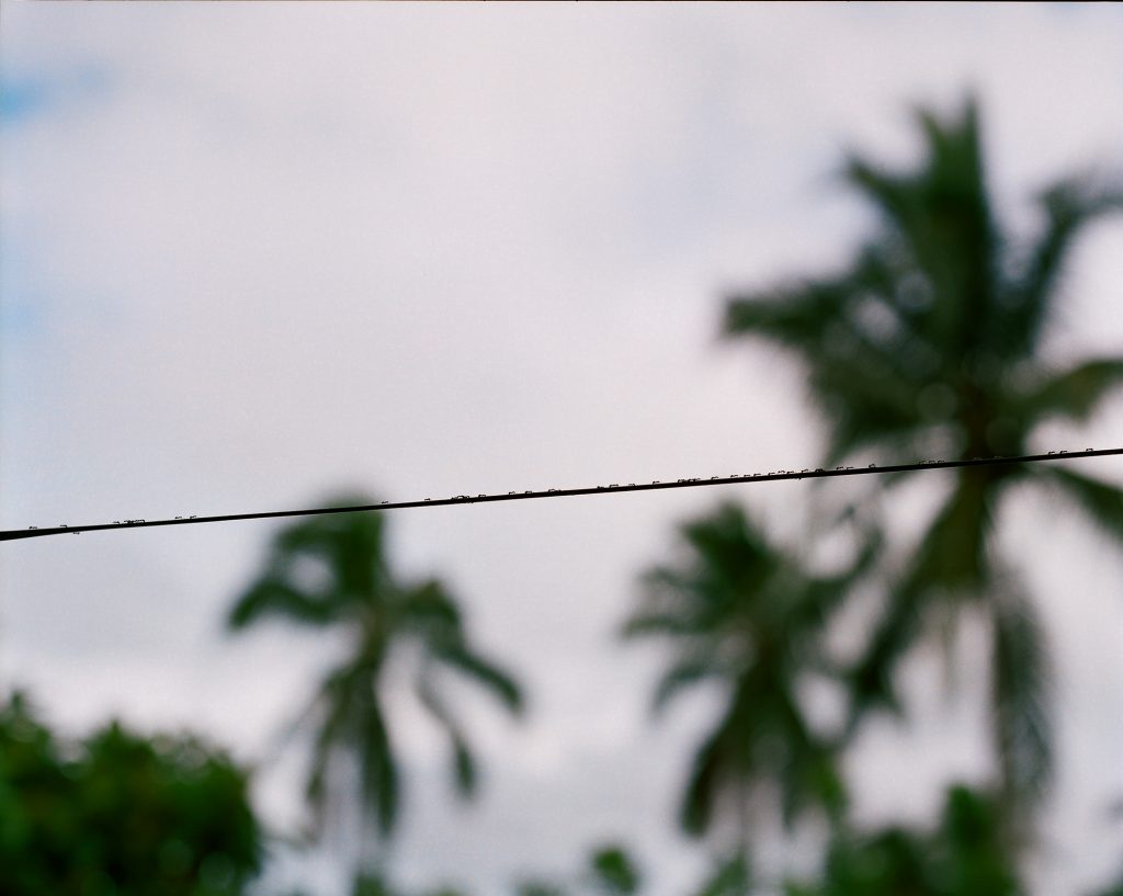 An out of focus image of several palm trees on a cloudy sky. In focus, a power line cuts across the image horizontally.