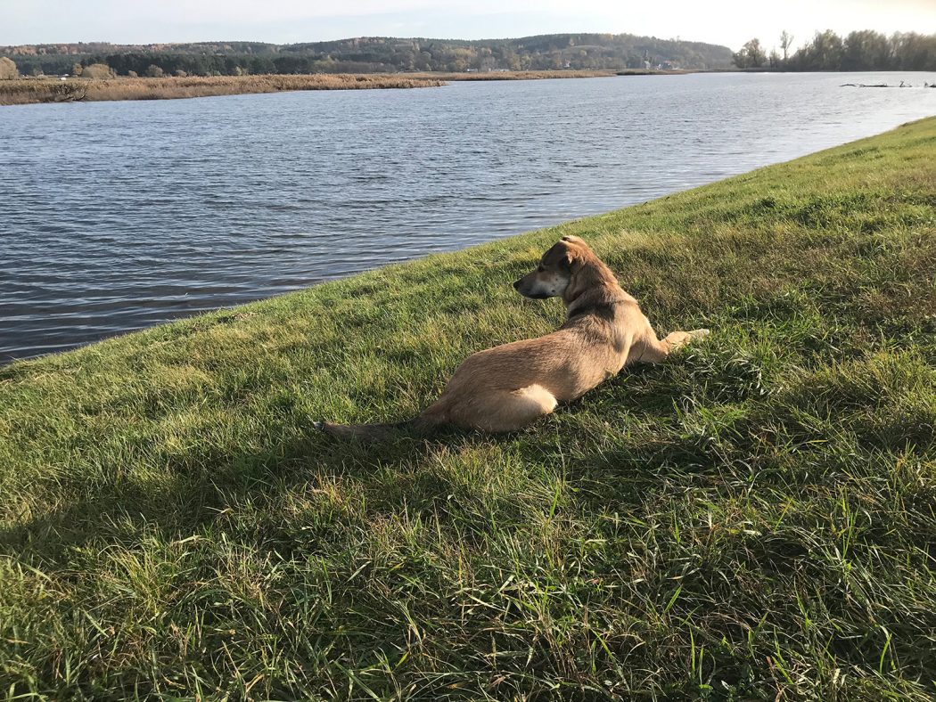 This is a photo of Hester the dog. She is lying on a grassy bank nearby a river or a lake. Her shadow is cast over the grass and she’s looking at the water intently.