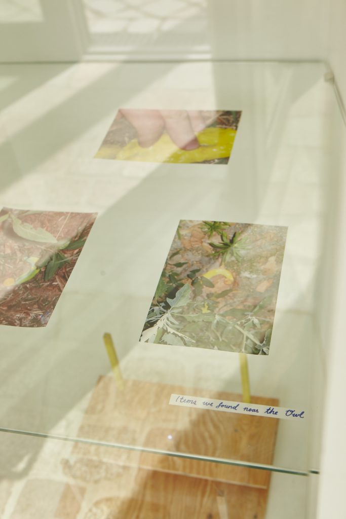 Images of yellow slime and gooey objects in the forest behind a glass display case