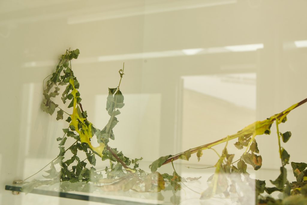 A branch covered in yellow goo behin da glass display case