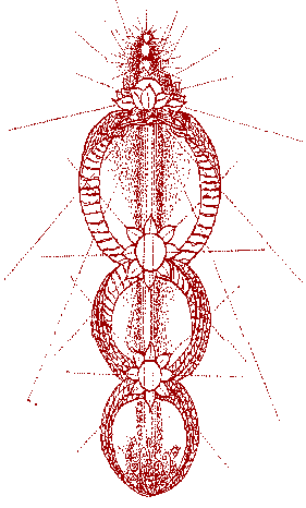 Red Drawing on white background of 2 snakes wrapped around a central axis. Together they form 3 circles from the bottom to the top that are each connected with a flower. Subtle lines at different angles shining outward.
