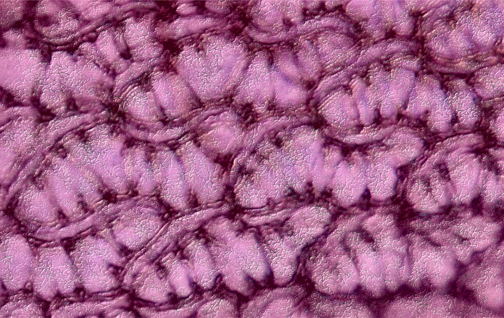 S Tenellum leaf in pink; a wavy repeating worm-like texture in pink repeats across the frame, as though under a microscope. 