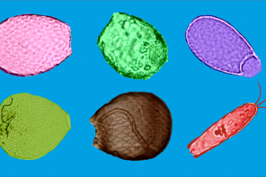 An image of six different amoebas, in pink, green, green-yellow, brown, red, and purple. They are arranged on a solid middle blue background.