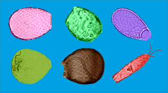 An image of six different amoebas, in pink, green, green-yellow, brown, red, and purple. They are arranged on a solid middle blue background.