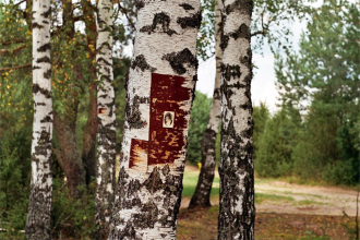 An image of birch trees in a forest. On the closest tree, a squarish red area is visible. In the middle of the area is a small oval black and white portrait.