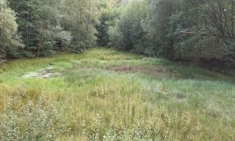 It is a small swamp in Grunewald on a sunny day. The picture was taken from slightly above. There is an area covered with the thick high grass in the middle of the image. One can distinguish separate plants on the first plan. Behind this area, more to the upper right and left corners of the image are green deciduous trees.