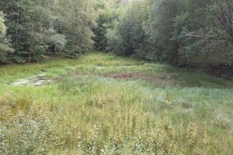 It is a small swamp in Grunewald on a sunny day. The picture was taken from slightly above. There is an area covered with the thick high grass in the middle of the image. One can distinguish separate plants on the first plan. Behind this area, more to the upper right and left corners of the image are green deciduous trees.