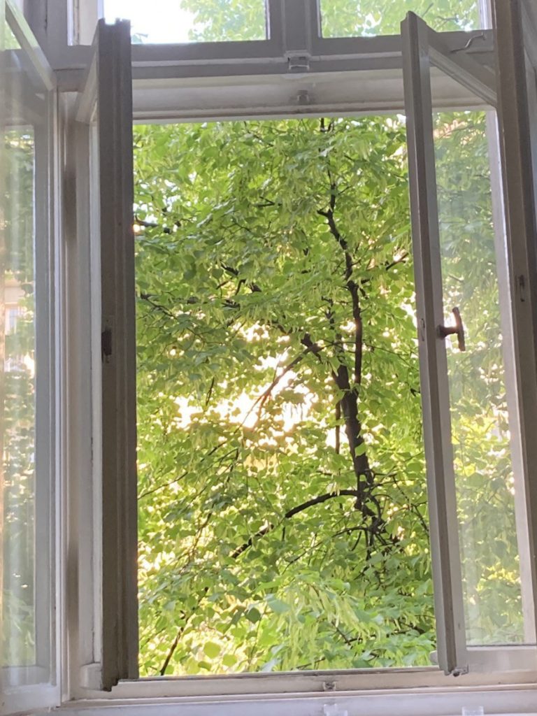 photo of a green, deciduous tree through a window