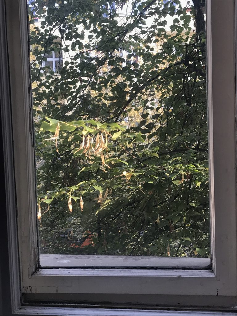 Another photo of a green, deciduous tree through a window 