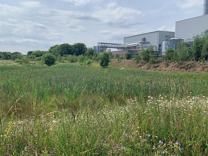 Image of a green space peppered with various wildflowers and weeds.  There is a recycling centre which is a grey, industrial gathering of buildings. 